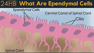 What Are Ependymal Cells  24HB [upl. by Llennoc]