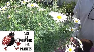 chaine tv de Jardinage anthémis Comment arroser et faire une Bouture Plante vivace [upl. by Thayne121]