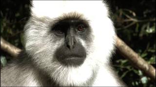 WILD LIFE DOCUMENTARY Humanoide Black FACE [upl. by Anaej983]