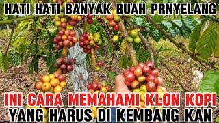 Cara memilih klon kopi unggulan yang baik supaya buah nya lebat dan biji kering nya bobot [upl. by Bechler161]