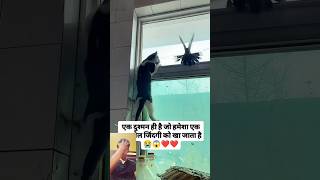 Video banane ke chakkar mein kabutar ko Marwa Dala pigeon viral new short video [upl. by Qifar]