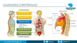 CAVIDADES CORPORALES  Resúmenes de Anatomía y Fisiología [upl. by Linkoski]