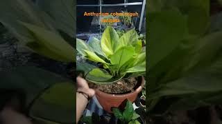 Anthurium cobra teguh varigata size jumbo [upl. by Donelu]