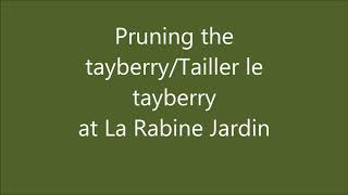 Pruning the Tayberry  Tailler le Tayberry [upl. by Farhi23]