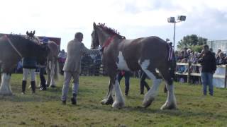 Buckham Fair 2015  Martin Clunes with his Clydesdale Horses [upl. by Lonee]