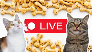 Indoor Playtime  ChipTheManx LIVE livestreamwithyoutube [upl. by Arocet]