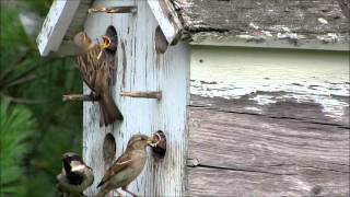 House Sparrow Feeding Babies [upl. by Teplica627]