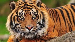 Sumatran tiger  The Year of the Tiger [upl. by Wolram]