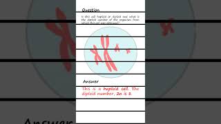 Differentiating Haploid and Diploid cells Q amp A biology genetics [upl. by Stoll]