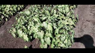 Caladium Field with Thousands of Plants for 2025 Session [upl. by Aynav457]