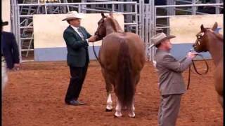 2000 AQHA World Show Perpetual Tradition [upl. by Natsuj549]