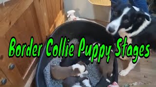 Border Collie Puppy Early Stages [upl. by Arabela]