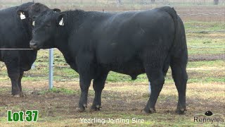 Lot 37 Rennylea NOR22T1562 [upl. by Aikyn]