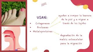 mecanismos de patogenicidad  Ancylostoma caninum [upl. by Kala904]