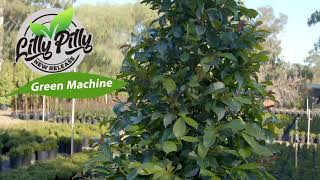 New Generation Lilly Pilly GREEN MACHINE [upl. by Artenek]