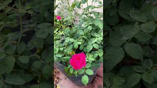 Rose🌹rosegarden relaxingmorning relaxing lovestatus difference style subscribe viralshorts [upl. by Lowenstein]