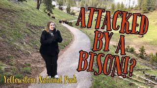 BISON ATTACKS  Yellowstone National Park [upl. by Suaeddaht]