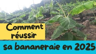 3 clés pour réussir sa bananeraie en 2025 [upl. by Alvis]