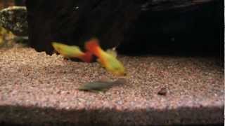 Feeding time Platy Guppy and Cockatoo cichlid [upl. by Millwater]