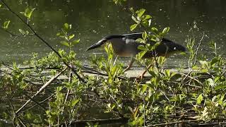 Polujący Ślepowron  Nycticorax nycticorax [upl. by Aeiram]