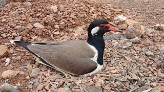 2quotRedwattled lapwing Bird Protect her eggs in the nest  Review Bird Nest [upl. by Kliman]