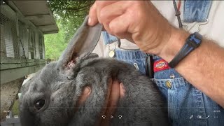 Rabbit Ear Mites How to Treat Them Updates and 5 Day Results  Dont Waste Money Going to the Vet [upl. by Alletsyrc]