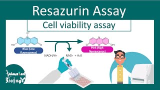 Resazurin Cell Viability Assay  Why Resazurin assay is performed  principle and application [upl. by Westerfield234]