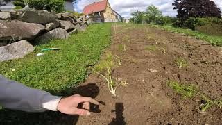 Plantation du fenouille [upl. by Linnell]