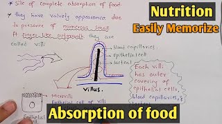 Absorption of food in small intestine  Villi  Class 11 Biology [upl. by Calvo]