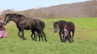 Lykens Valley Percheron Farms 2013 Colts [upl. by Gnat]