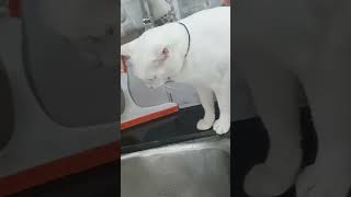 No Captioncutecat catlover feed Stray Cat also ☺😊😍🥰🤗🤫🤭🤔🤲🙏🤝👍 [upl. by Anchie]