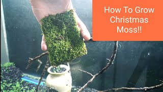 How To Grow Christmas Moss Vesicularia Montagnei [upl. by Ysied]