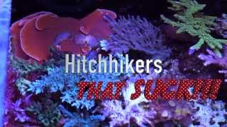 Top 5 Pests in Reef Aquariums [upl. by Godber]