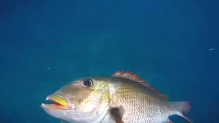 Spearfishing Hawaii Hotel KailuaKona [upl. by Anauqat595]