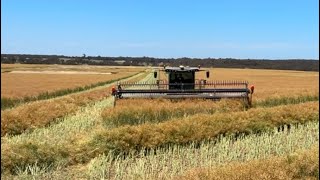 Windrowing canola  Harvest 2024  Victoria Australia [upl. by Nauqyt]