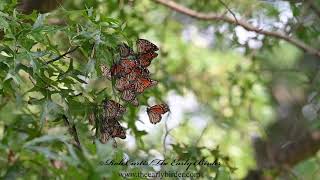 MONARCH Danaus plexippus resting during migration [upl. by Adidnere]