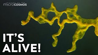 Plasmodium slime molds timelapse documentary [upl. by Brie]