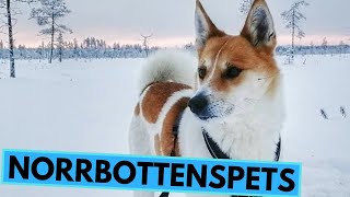 Norrbottenspets  TOP 10 Interesting Facts [upl. by Chandra]