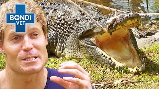 HUGE Crocs Broken Jaw Needs Vet Inspection 😱🐊  Bondi Vet Clips  Bondi Vet [upl. by Chatterjee]