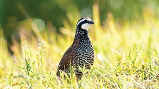 Good and Bad Quail Habitat [upl. by Auburta923]