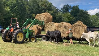 Bush Hogging with John Deere 5045E amp 5410 amp Moving Round Bales beef bushhogging farming farm [upl. by Erdnael]