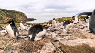 Macaroni penguins incubating [upl. by Norra]