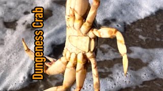 Dungeness Crab Season Starts Nov 2 [upl. by Tad365]