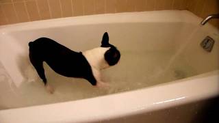 Boston Terrier vs Water [upl. by Vitus]