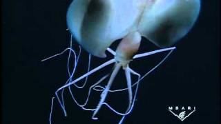 Magnapinna sp  The Longarmed Squid [upl. by Erdah]