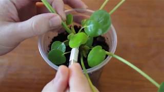 Pilea Peperomioides Pup Pruning ComPILEAtion [upl. by Atterbury]