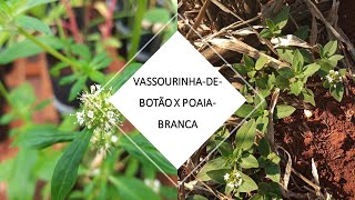 DIFERENCIE A VASSOURINHADEBOTÃO DA POAIABRANCA [upl. by Malka]