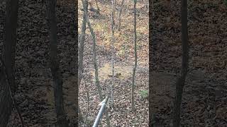 Huge Fox Squirrel shows up at corn pile hunting squirrel archery [upl. by Pinelli]