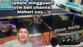 Update mingguan awal puasa kondisi channa auranti green maru orna dan limbata granit ⁉️ [upl. by Wayne289]