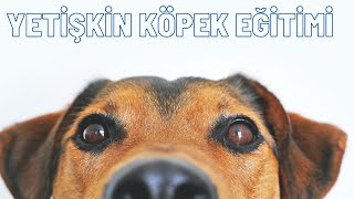 Yetişkin Büyük Köpek İtaat ve Sosyalleşme Eğitimi Nasıl Verilir  Adult Dog Training [upl. by Petty]